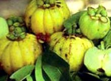 What does garcinia cambogia look like