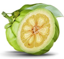 What does garcinia Cambogia look like