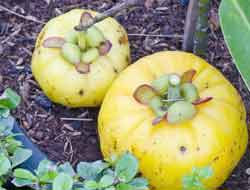 where does garcinia cambogia come from