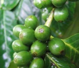 What are green coffee beans